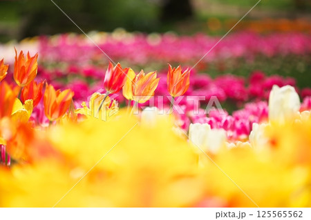 春の花壇チューリップ接写 125565562