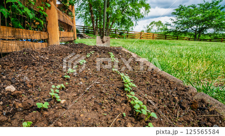 Spring planting 125565584