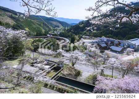 桜と奥球磨ループ橋 125565624