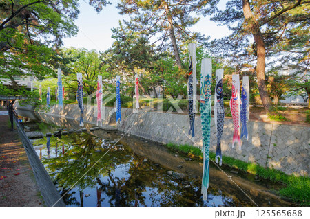 川の水面に映る夙川公園の鯉のぼり 川の水面に映る夙川公園の鯉のぼり 125565688