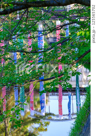 川の水面に映る夙川公園の鯉のぼり　 125565702