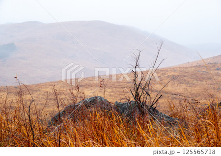 冬の秋吉台　山口県美祢市 125565718