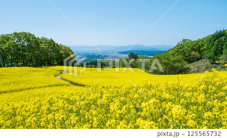 三ノ倉高原菜の花畑 三ノ倉高原菜の花畑 125565732