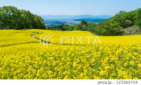 三ノ倉高原菜の花畑 三ノ倉高原菜の花畑 125565734