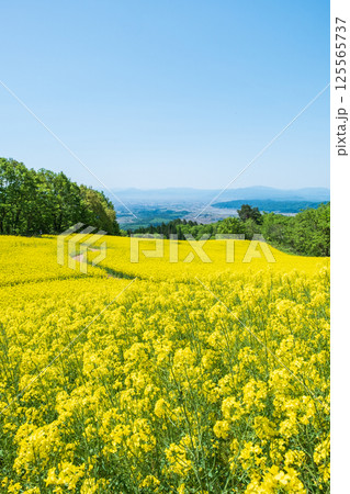 三ノ倉高原菜の花畑 125565737