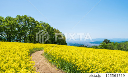三ノ倉高原菜の花畑 三ノ倉高原菜の花畑 125565739
