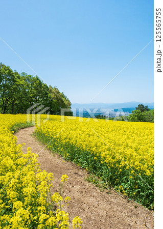 三ノ倉高原菜の花畑 三ノ倉高原菜の花畑 125565755