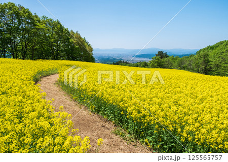 三ノ倉高原菜の花畑 三ノ倉高原菜の花畑 125565757