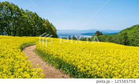 三ノ倉高原菜の花畑 125565758