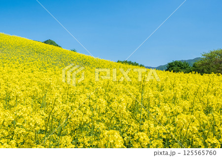 三ノ倉高原菜の花畑 三ノ倉高原菜の花畑 125565760