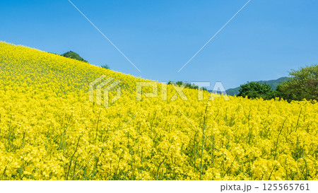 三ノ倉高原菜の花畑 125565761