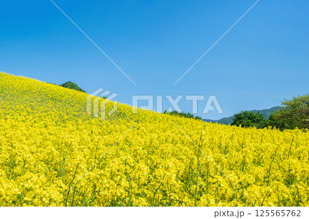 三ノ倉高原菜の花畑 125565762