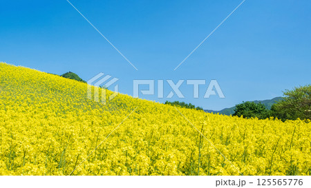 三ノ倉高原菜の花畑 三ノ倉高原菜の花畑 125565776