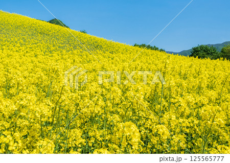 三ノ倉高原菜の花畑 125565777