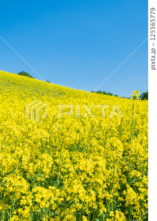 三ノ倉高原菜の花畑 125565779
