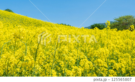 三ノ倉高原菜の花畑 三ノ倉高原菜の花畑 125565807