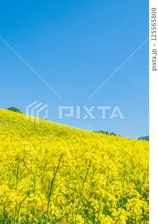三ノ倉高原菜の花畑 三ノ倉高原菜の花畑 125565809