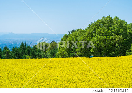 三ノ倉高原菜の花畑 125565810