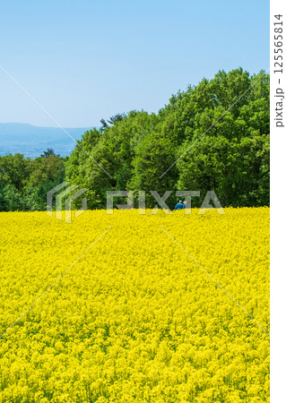 三ノ倉高原菜の花畑 三ノ倉高原菜の花畑 125565814