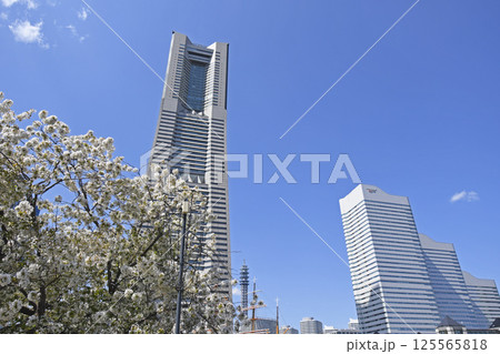 横浜みなとみらい21と桜の花 125565818