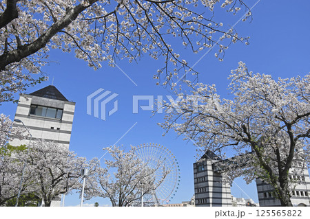 横浜みなとみらい21と桜の花 横浜みなとみらい21と桜の花 125565822
