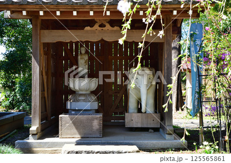 遍明院 徳星寺 境内 白ゾウ 釈迦如来 上尾市 遍明院 徳星寺 境内 白ゾウ 釈迦如来 上尾市 125565861