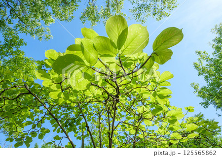 新緑が眩しい初夏の公園 芦屋市芦屋浜 新緑が眩しい初夏の公園 芦屋市芦屋浜 125565862