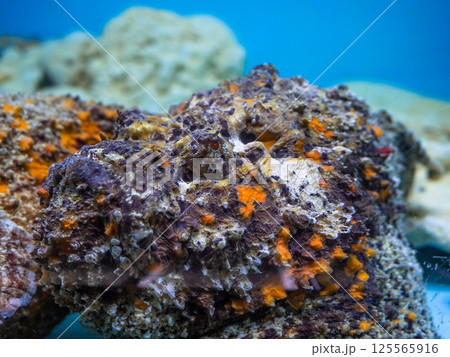 岩に擬態したオニダルマオコゼ 125565916