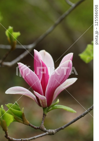 赤モクレンの花 125566098
