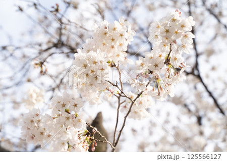 満開の桜が青空に映える① 125566127