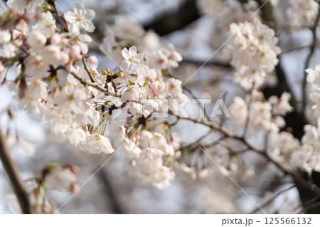満開の桜が青空に映える⑥ 125566132