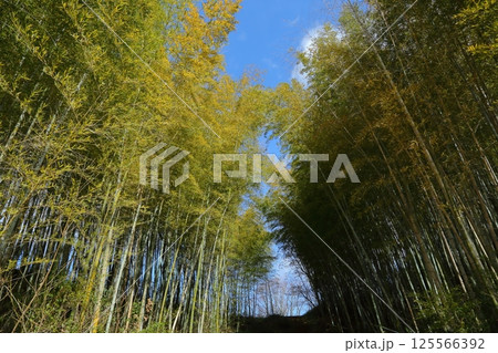 とんぼ池公園の竹林 125566392