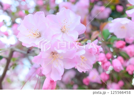 薄紅色の花びらが集まる桜 125566458