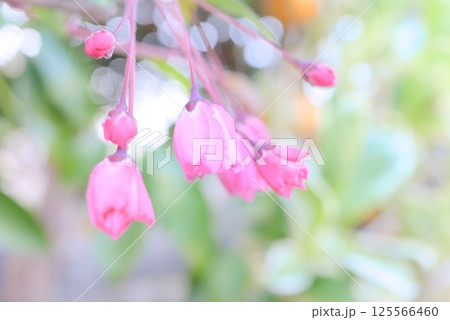 薄紅色の花びらが集まる桜 薄紅色の花びらが集まる桜 125566460