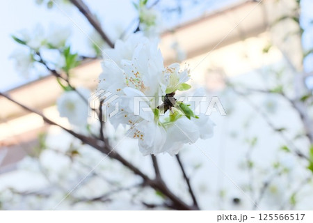 青空に映える純白の花びらが咲く桜 青空に映える純白の花びらが咲く桜 125566517