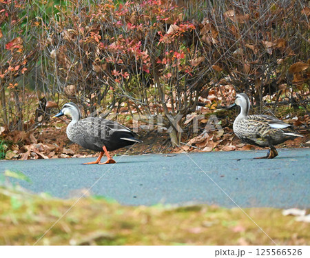 仲良く歩くつがいのカルガモ 仲良く歩くつがいのカルガモ 125566526
