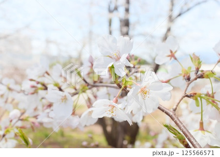 青空に映える純白の花びらが咲く桜 125566571