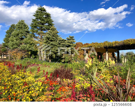 等々力緑地 藤棚池の畔 等々力緑地 藤棚池の畔 125566608