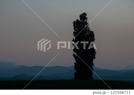 美しい夕暮れの空とポプラのシルエット 125566711