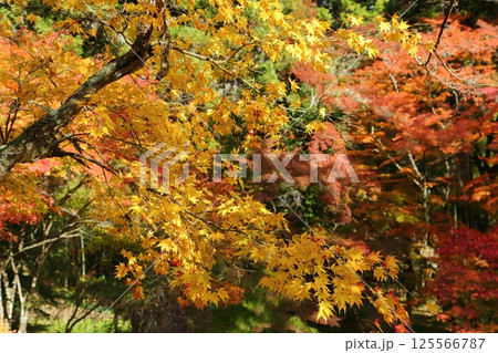龍穏寺の紅葉 龍穏寺の紅葉 125566787