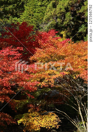 龍穏寺の紅葉 龍穏寺の紅葉 125566792