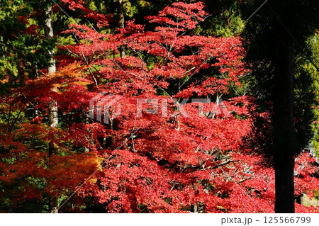 龍穏寺の紅葉 125566799