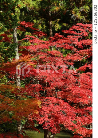 龍穏寺の紅葉 125566802