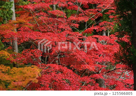 龍穏寺の紅葉 125566805