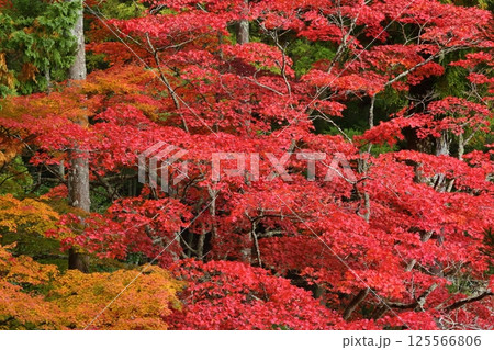 龍穏寺の紅葉 125566806