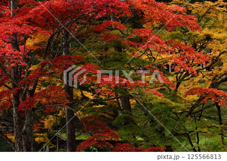 龍穏寺の紅葉 125566813