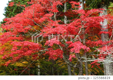龍穏寺の紅葉 125566819