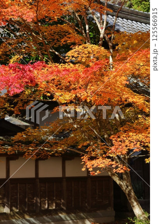 龍穏寺の紅葉 125566915