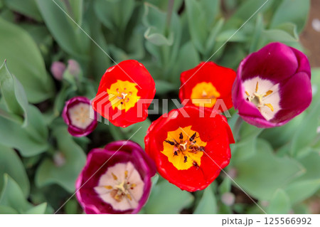 春の陽光を浴びて色とりどりに輝くチューリップ 125566992