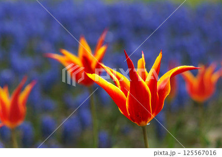 春の陽光を浴びて色とりどりに輝くチューリップ 125567016